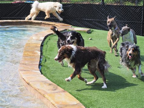 Fun and Safe Dog Daycare in Mooresville NC | Pampered Pets Inn
