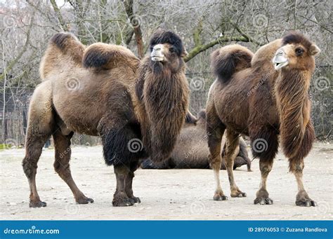 Bactrian Camel Stock Image Image Of Bactrian Steppe 28976053