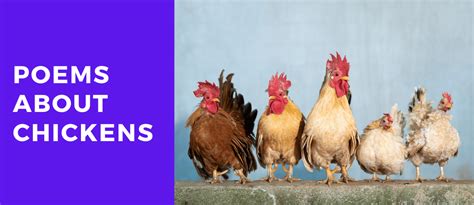 5 Poems About Chickens That Will Leave You Clucking For More Lets Learn Slang