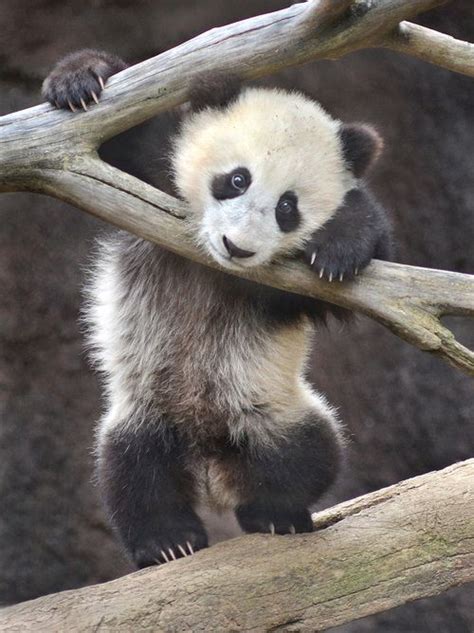 Stand Up Act By Stinkersmell Panda Cute Baby Animals Panda Bear