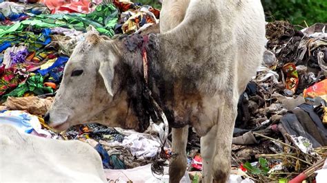 → dumpexamples from the corpusdown in the dumps• she supposed she was feeling a. Dramatic rescue of injured calf from garbage dump in India ...
