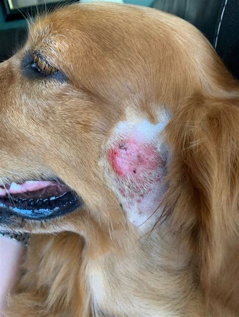 Pictures Of Hot Spots On Dogs What Does A Hot Spot Look Like On A Dog