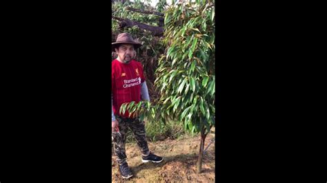 Planting durian seeds at the start of the rainy season is very good for the development and growth of large fast and suburban. Cara Cara Memangkas Pokok Durian MusangKing - YouTube