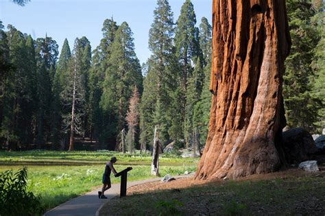 Sequoia Earth S Most Indestructible Tree Shows Signs Of Drought Damage American Council On