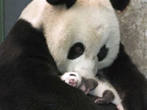 Giant Panda Baby Back To Moms Embrace