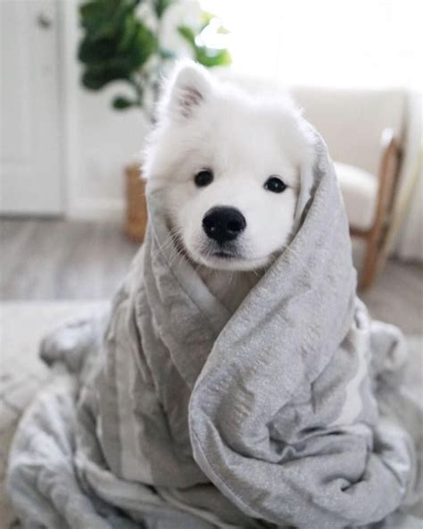 Looking Fresh Doggo😍🐶 ©woof Woof Cute Baby Dogs Really Cute Dogs