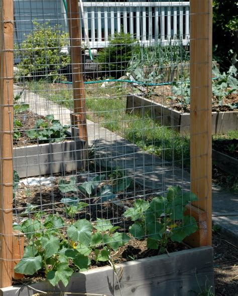As they are climbing vines, you have to choose a spot that provides them the right support to grow. 23 Functional Cucumber Trellis Ideas Guaranteed to Boost ...