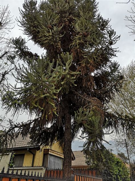 Araucaria angustifolia is an evergreen tree growing to 35 m (114ft) by 28 m (91ft) at a slow rate. Araucaria angustifolia | Arboles caducos, Palmeras y Bosque