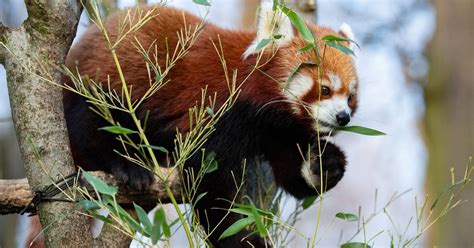 Red Panda That Went Missing From Belfast Zoo Is Found The Irish Times