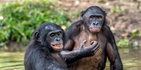 Hippie Chimps Had Sex With Mysterious Ghost Ape Hundreds Of