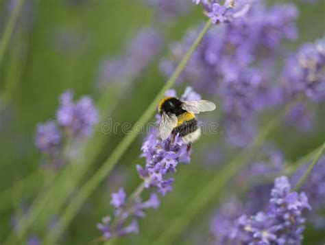Bee In Lavender Fields Snowshill Cotswold Uk Stock Photo Image Of
