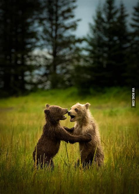 dancing bears 9gag
