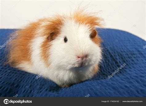 Teddy Guinea Pig