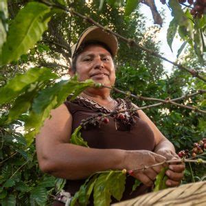 Cocoa Impact Report Fairtrade America