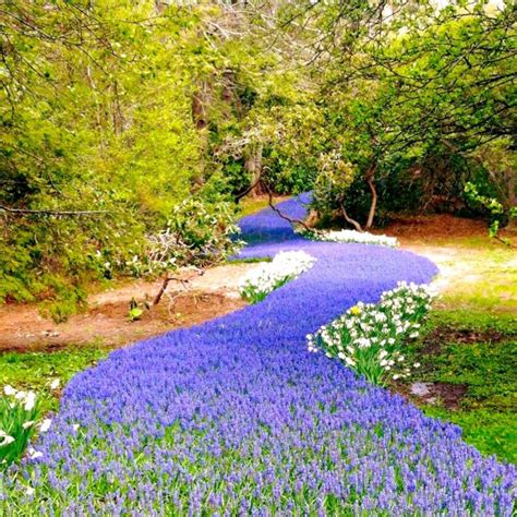Spring brings many changes to the landscape and forest. You've Never Seen Anything Like This Blooming River Of ...