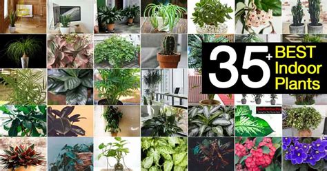 Names Of Large House Plants