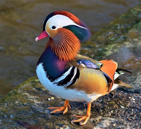 Latest X Videos 2015 The Mandarin Duck In Bramhall