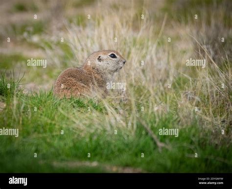 Round Tailed Ground Squirrel Stock Photo Alamy
