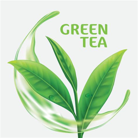 Realistic Green Tea Leaves Vector 2308930 Vector Art At Vecteezy