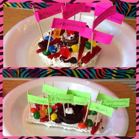 Edible Animal And Plant Cells Fifth Grade Science Fifth Grade Plant