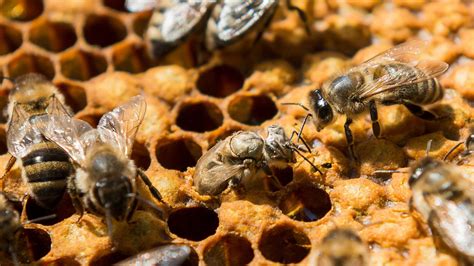 Alarming Amounts Of Nerve Agent Pesticides In Worlds Honey Tests Show World News Sky News
