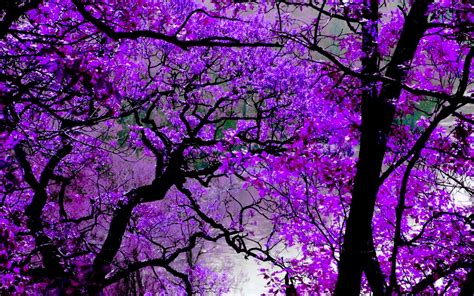 K Purple Tree Wallpapers Top Free K Purple Tree Backgrounds