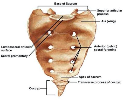️ Sacrum Anatomy Sacrum Anatomy Area And Definition 2019 02 01