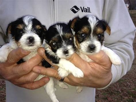 Yorkies are great all around pets for many homes. Parti Colored Yorkie Puppies- boys, girls,black/white ...
