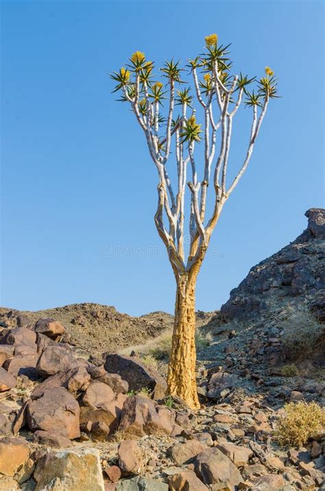 Beautiful Exotic Quiver Tree In Rocky And Arid Namibian Landscape