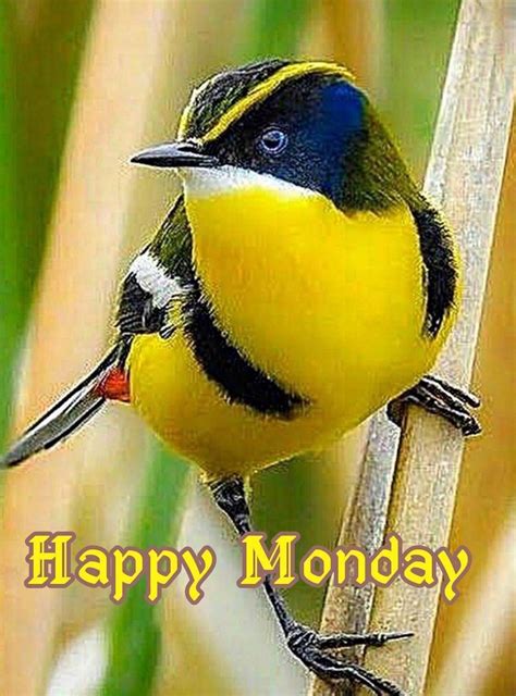 Happy Monday Beautiful Birds Animals Bbb Animales Animaux Animal