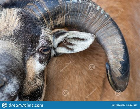Portrait Of A Mouflon Male Mouflon Stock Photo Image Of Animal