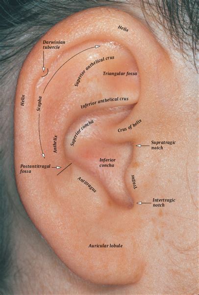 Auricular Acupuncture Introduction The Anatomical