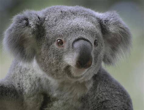 Koala Foto And Bild Tiere Zoo Wildpark And Falknerei Säugetiere Bilder