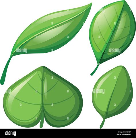 Different Shapes Of Leaves Illustration Stock Vector Image And Art Alamy
