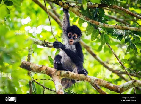 Mono Araña Adorable Cerca De Hábitat Natural En La Selva En El árbol