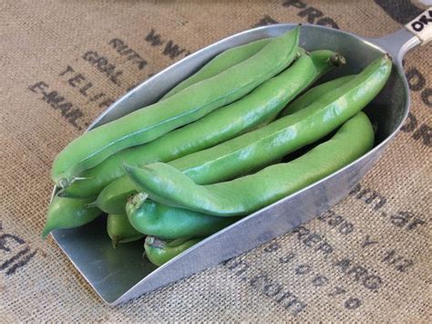 Here's a list of translations. Organic Broad Beans in Kilos from Real Foods