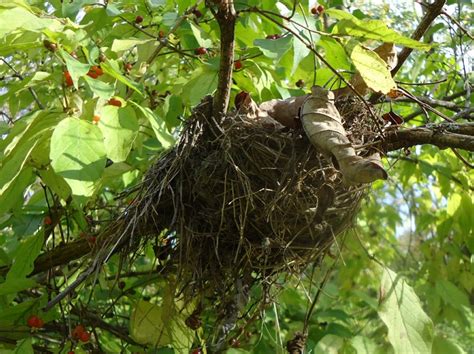 Filebird Nest In Tree In Summit New Jersey Wikimedia Commons
