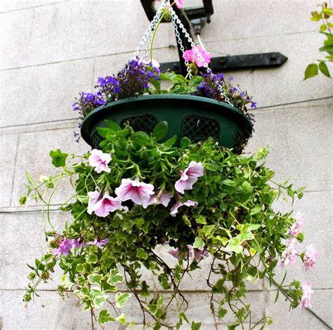 How To Create A Beautiful Hanging Basket Gardening Articles Hanging