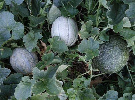 Above is a basic chart of companion plants; How to Grow Cantaloupe for a Sweet Backyard Harvest ...