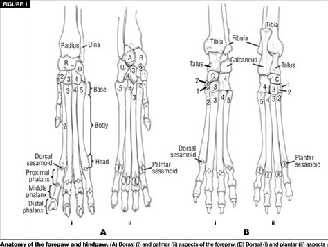 Figure 5 From Metacarpal And Metatarsal Fractures In Dogs Semantic