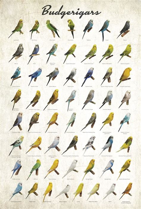 Parakeet Breeding Color Chart