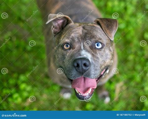 A Happy Brindle Pit Bull Terrier Mixed Breed Dog With Heterochromia In