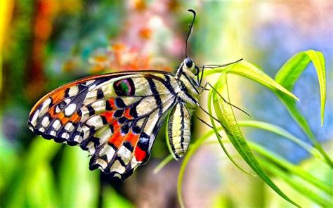 30 Colorful Butterfly Wallpapers Free To Download Godfather