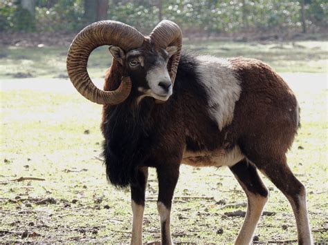 Mouflon