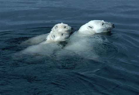 Polar Bears Swimming Photograph By Dan Guravich Fine Art America