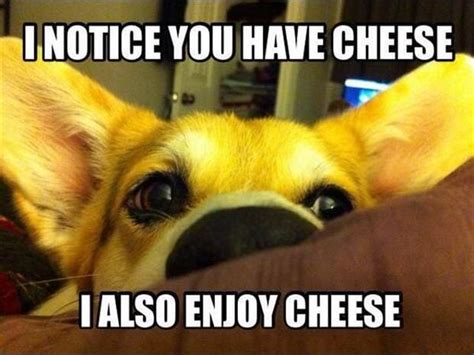 Meme I Notice You Have Cheese I Also Enjoy Cheese Dog Viral Viral