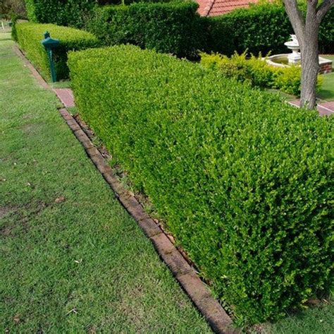 Wintergreen Japanese Boxwood Hedge Seeds Buxus Microphylla 20seeds