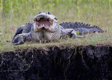 Bull Gator Photograph By Mark Borsi Fine Art America