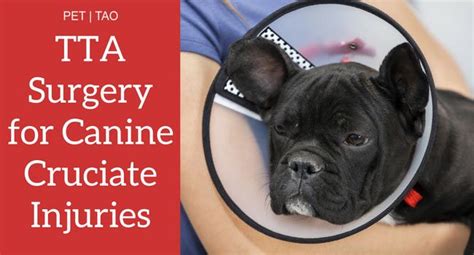 If you had, you would know because you wouldn't be able to walk on it and there would be continued swelling and pain. TTA for Torn ACL in Dogs: What You Need to Know | Torn acl ...