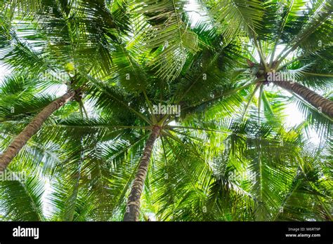 Coconut Palm Trees Bottom View Perspective View Stock Photo Alamy